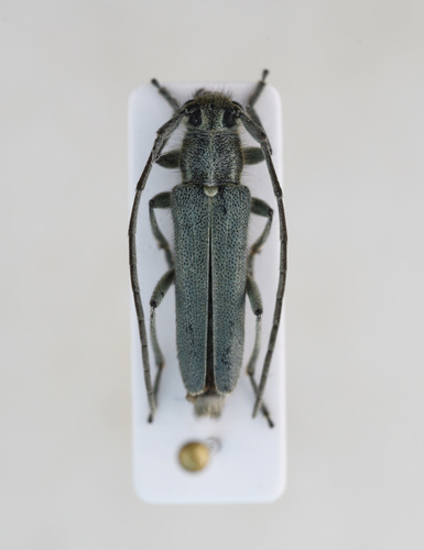 Opsilia coerulescens