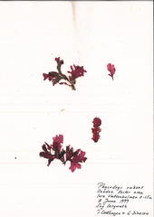 Phycodrys rubens