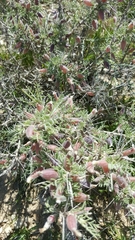 Astragalus spinosus