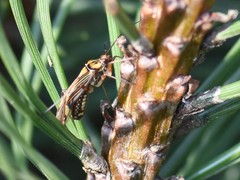 Rhabdomiris striatellus