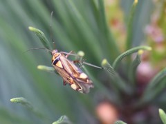 Rhabdomiris striatellus