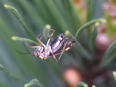 Rhabdomiris striatellus