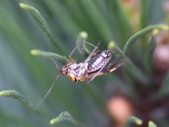 Rhabdomiris striatellus