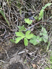 Geranium thunbergii
