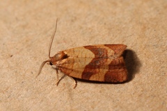 Philedone gerningana