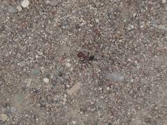 Cataglyphis nodus