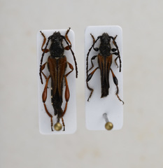 Stenopterus creticus