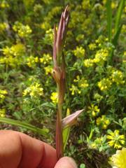 Serapias politisii