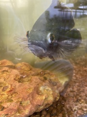 Astronotus