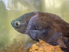 Astronotus