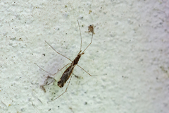 Empicoris culiciformis
