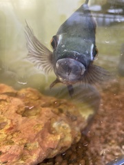 Astronotus