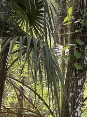 Trichonephila clavipes image