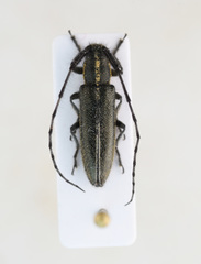 Agapanthia cardui