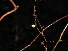 Gasteracantha sauteri