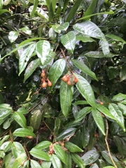 Mischocarpus exangulatus