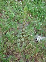 Umbilicus horizontalis