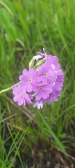 Primula nutans