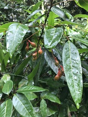 Mischocarpus exangulatus