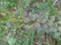 Umbilicus horizontalis