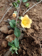Sida rhombifolia insularis
