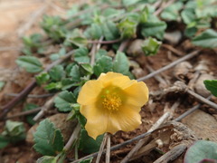 Sida rhombifolia insularis