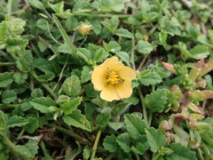 Sida rhombifolia insularis
