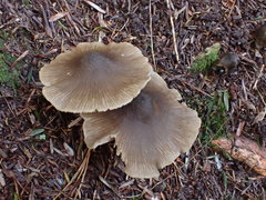 Entoloma conferendum