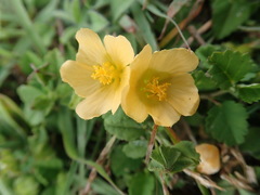 Sida rhombifolia insularis