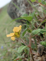 Sida rhombifolia insularis