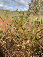 Acacia ancistrocarpa