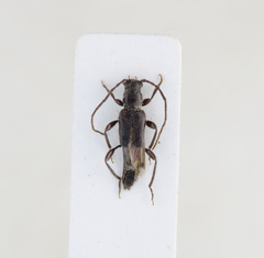 Nathrius brevipennis