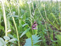 Vicia sepium