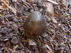 Entoloma conferendum