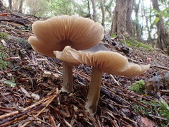 Entoloma conferendum