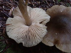 Entoloma conferendum