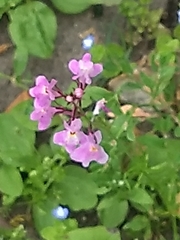 Linaria maroccana