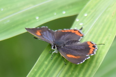 Heliophorus epicles