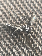 Aedes albopictus