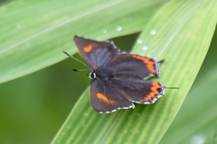 Heliophorus epicles
