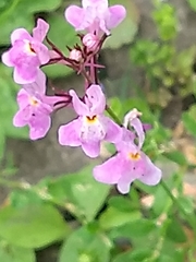 Linaria maroccana