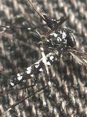 Aedes albopictus