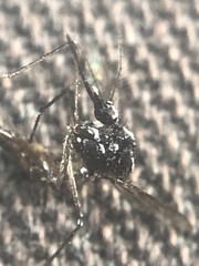 Aedes albopictus