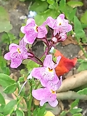 Linaria maroccana