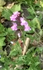 Linaria maroccana