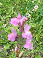 Linaria maroccana
