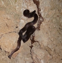 Boaedon fuliginosus