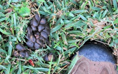 Tragelaphus sylvaticus sylvaticus