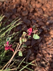 Indigofera monophylla