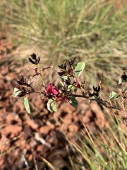 Indigofera monophylla